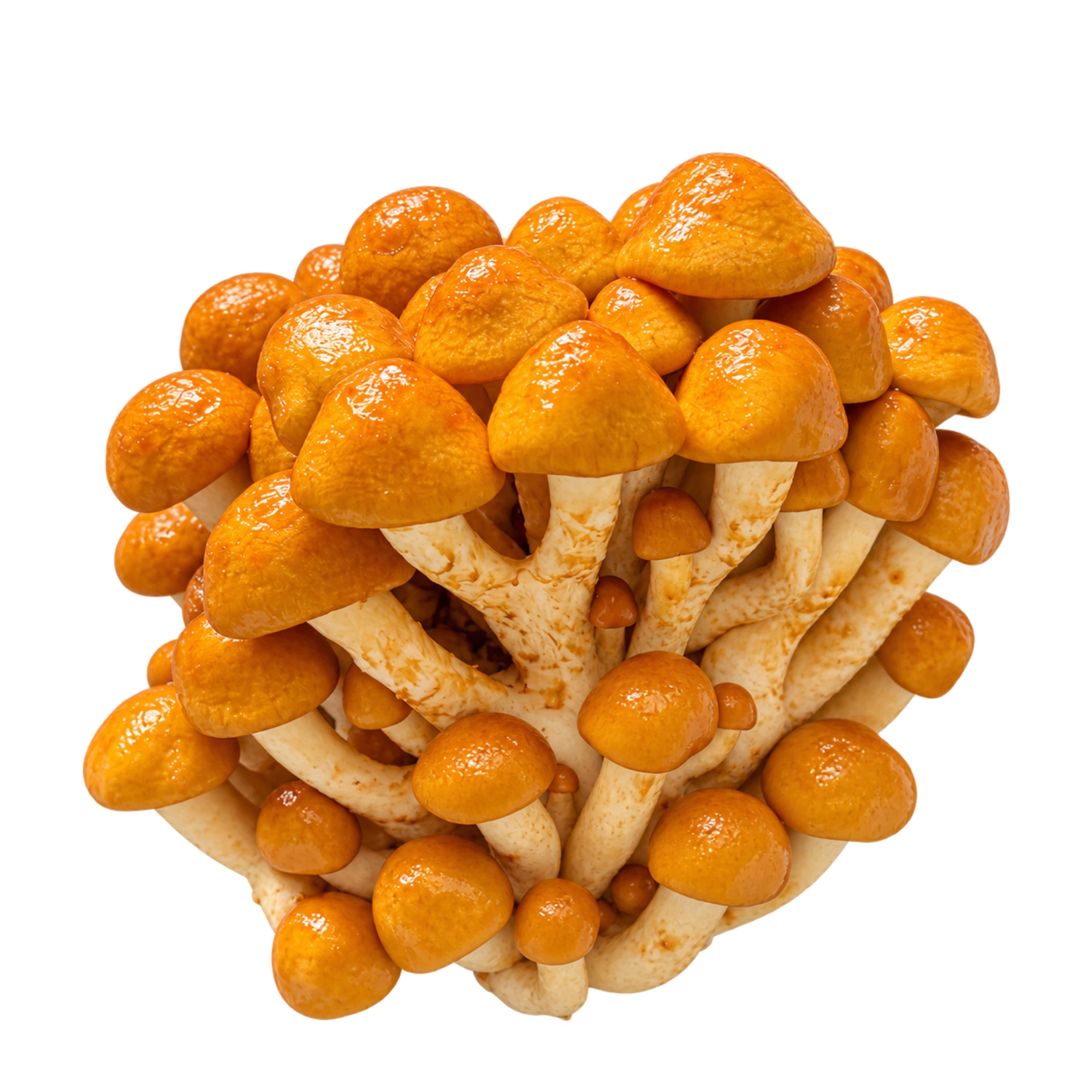 Nameko freigestellt