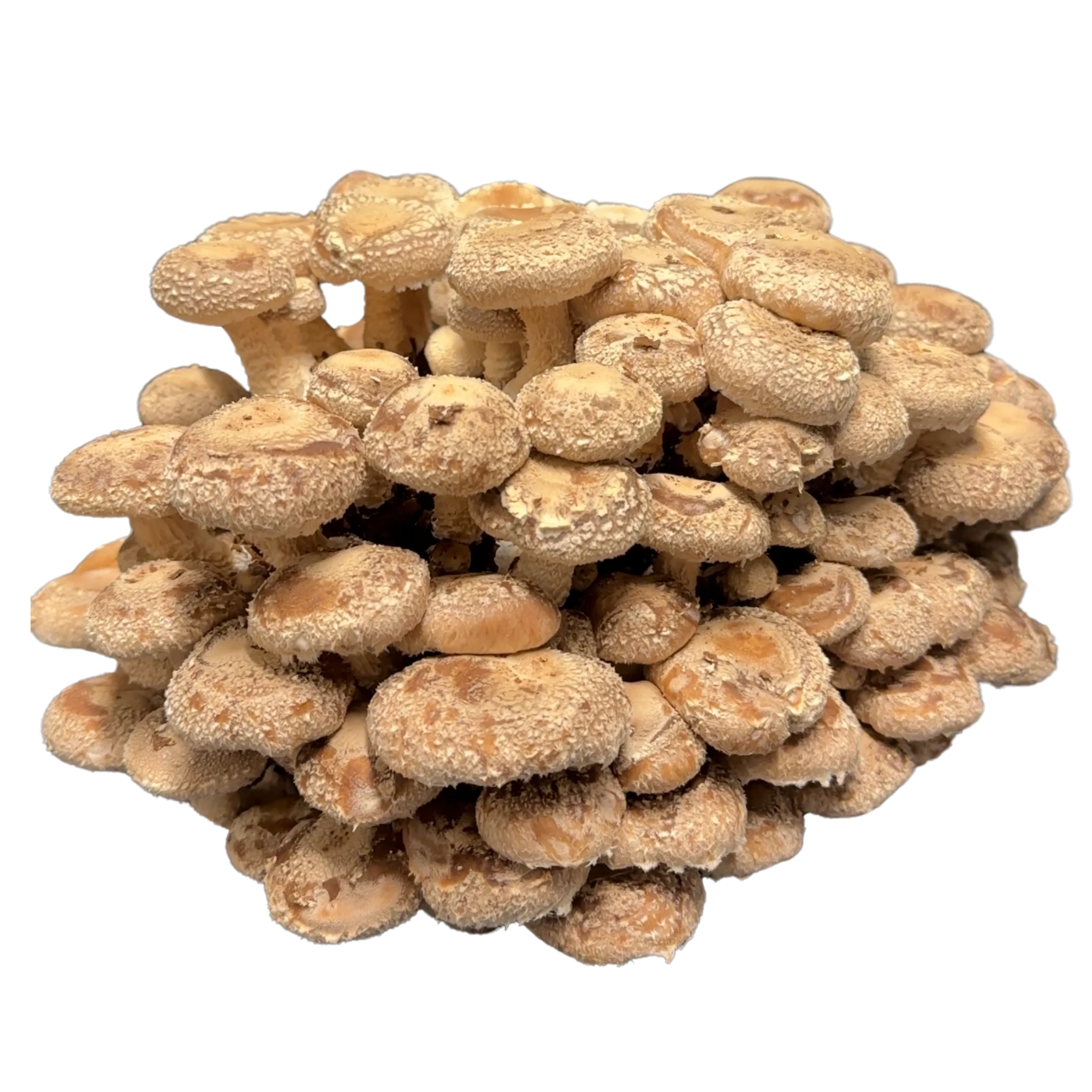Shiitake freigestellt